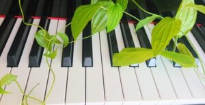 鍵盤と植物
