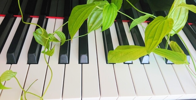 鍵盤と植物